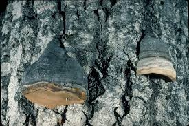 Attēlu rezultāti vaicājumam “Phellinus tremulae”