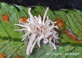 Attēlu rezultāti vaicājumam “Torrubiella arachnophila”