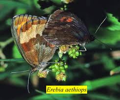 Attēlu rezultāti vaicājumam “Erebia aethiops upperside”