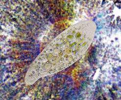 Attēlu rezultāti vaicājumam “Cinclidium stygium macro”