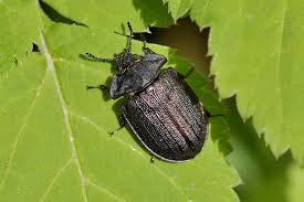 Attēlu rezultāti vaicājumam “Peltis grossa”