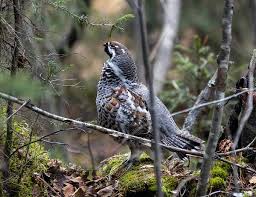 Attēlu rezultāti vaicājumam “Tetrastes bonasia”