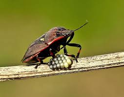 Attēlu rezultāti vaicājumam “Jalla dumosa”