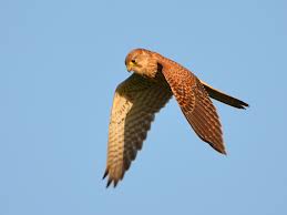 Attēlu rezultāti vaicājumam “Falco tinnunculus adult”