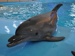Image result for Tursiops truncatus