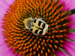 Attēlu rezultāti vaicājumam “Trichius fasciatus”