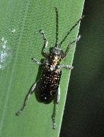 Attēlu rezultāti vaicājumam “Donacia clavipes”