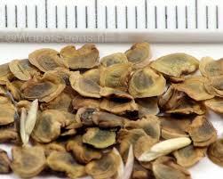 Attēlu rezultāti vaicājumam “Rhinanthus serotinus fruit”