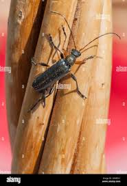 Attēlu rezultāti vaicājumam “Cortodera femorata”