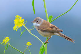Attēlu rezultāti vaicājumam “Sylvia communis”