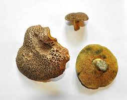 Attēlu rezultāti vaicājumam “Xerocomus chrysenteron”