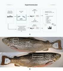 Image result for Salmo macrostigma