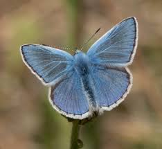 Attēlu rezultāti vaicājumam “Polyommatus icarus male”