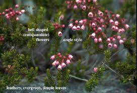 Attēlu rezultāti vaicājumam “Ericaceae”