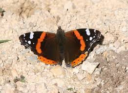 Attēlu rezultāti vaicājumam “Vanessa atalanta”