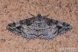 Attēlu rezultāti vaicājumam “Alcis repandata”