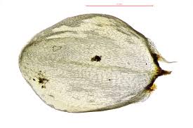 Attēlu rezultāti vaicājumam “Calliergon trifarium”