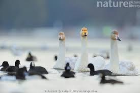 Attēlu rezultāti vaicājumam “Cygnus cygnus adult”