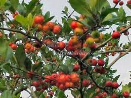 Attēlu rezultāti vaicājumam “Crataegus macracantha fruit”