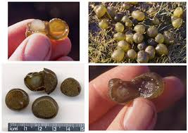 Attēlu rezultāti vaicājumam “Nostoc pruniforme cells”