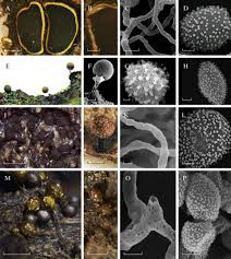 Attēlu rezultāti vaicājumam “Perichaena corticalis sessile”