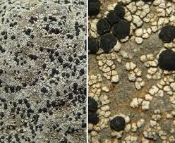 Attēlu rezultāti vaicājumam “Porpidia macrocarpa”