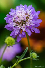 Attēlu rezultāti vaicājumam “Knautia arvensis flower”