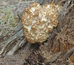 Attēlu rezultāti vaicājumam “Sparassis crispa”