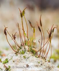 Attēlu rezultāti vaicājumam “Aloina rigida”