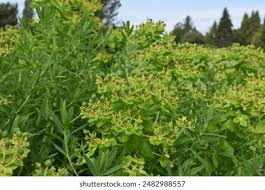 Attēlu rezultāti vaicājumam “Euphorbia palustris fruit”