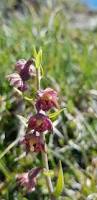 Attēlu rezultāti vaicājumam “Epipactis atrorubens flower”