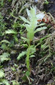 Attēlu rezultāti vaicājumam “Mnium marginatum”