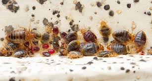 Image result for insect poop
