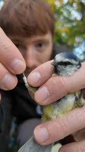 Attēlu rezultāti vaicājumam “Cyanistes caeruleus adult”