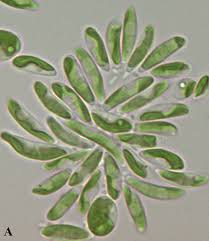 Attēlu rezultāti vaicājumam “Conardia compacta macro”