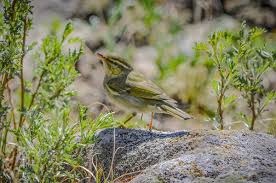 Image result for Phylloscopus borealis