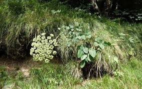 Attēlu rezultāti vaicājumam “Laserpitium latifolium”