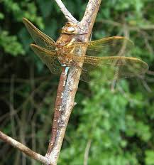 Attēlu rezultāti vaicājumam “Aeshna grandis”