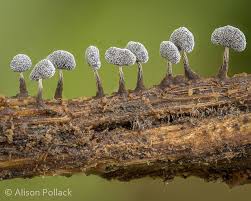 Attēlu rezultāti vaicājumam “Physarum leucophaeum”
