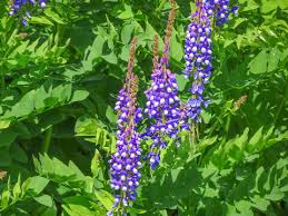Attēlu rezultāti vaicājumam “Galega orientalis leaf”