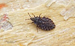 Attēlu rezultāti vaicājumam “Aradus betulae”