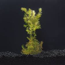 Attēlu rezultāti vaicājumam “Ceratophyllum demersum”