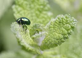 Attēlu rezultāti vaicājumam “Linaeidea aenea”