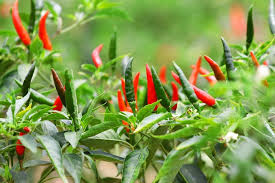 Afbeeldingsresultaat voor thai bird pepper hot pepper