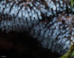 Attēlu rezultāti vaicājumam “Cribraria tenella spores”