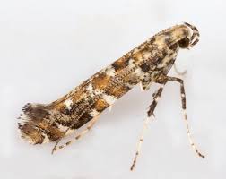 Attēlu rezultāti vaicājumam “Gracillaria syringella larva”