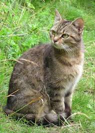 Attēlu rezultāti vaicājumam “Felis silvestris catus juvenile”