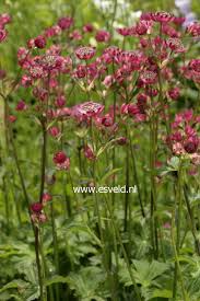 Image result for Astrantia majon `Abbey Road`