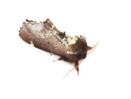 Attēlu rezultāti vaicājumam “Odontosia carmelita”