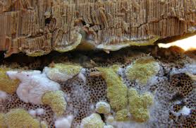 Attēlu rezultāti vaicājumam “Hypocrea pulvinata”